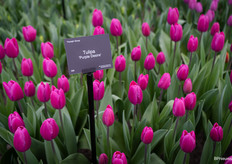 In all kinds of colours