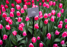 Tulipa 'Pink Stone'