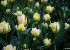 Early in the morning, Tulipa 'Sweet Valley' was still completely dense