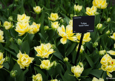 But once the sun came in and the temperature rose, it blossomed