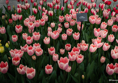 Tulipa 'Apricot Delight'