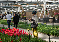 Tulips are sought-after photo material