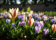 The epitome of spring