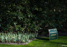 Many bulbs are late bloomers anyway, making the Keukenhof very green right now