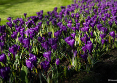 But the crocuses and daffodils are already shining