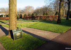 Throughout the Keukenhof, borders have been created by bulb suppliers