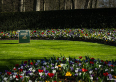 Bulbs of Van Zyverden from the USA