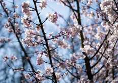 And the blossom is already budding again in the trees