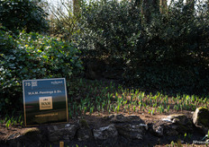 Border by W.A.M. Pennings