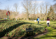 And Haakman Flowerbulbs