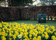 W.F. Leenen's daffodils are already in full bloom
