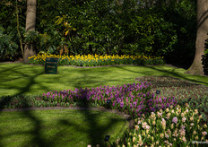 Where the hyacinths are in bloom