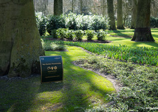 Van Zanten Flowerbulbs