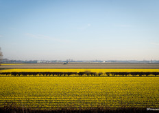 And the first yellow bulb fields can also already be seen in and around Lisse