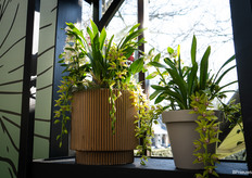 From FloraHolland, several orchid and anthurium growers have been invited to participate in the promotion of these plants at the Keukenhof