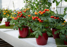 New addition to Prudac's Ponchi series