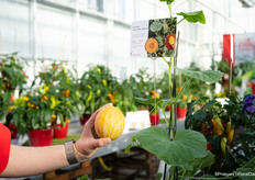 And the new Mini Melon Honey Drops F1 Dara, with an ultra-thin skin and grows an average of up to 18 fruits per plant.  