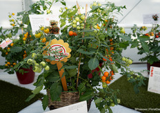 Gold Medal winner from last year's Prudac, the Tiny Temptations Orange. A tasty tomato plant for the kitchen, it produces lots of fruit.