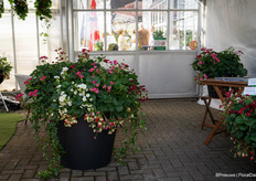 The strawberry collection of ABZ Seeds. From hanging plants and kitchen garden varieties to beautifully flowering garden plants, there's something for every green thumb. And the best part? They all have one delicious secret in common: strawberries! (Yes, that’s the real highlight, after all.)