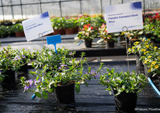 A comparison: the Fanatix Dark Blue and the Fanatix Compact Dark Blue