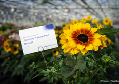 This particular sunflower produces more than 100 flowers on 1 plant and can flower for up to 3 months