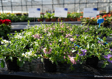 The three colours in the Fanatix range at a glance: White, Pink and Dark Blue