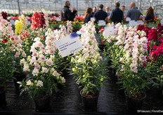 And a fragrant Antirrhinum Sweet Duet Lavender Speckle
