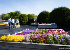 And outside perennials from seed and cuttings