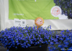 Masterpiece Blue with Eye by Benary and Gold Medal Winner by Fleuroselect. The variety comes from seed which gives more flexibility for the grower, is much faster and of course cheaper. Breeding continues and new colours are on their way.