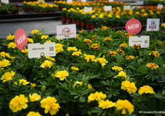 Milli Vanilli and Mango Tango