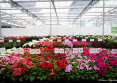 Comparison tests with the SUCCESS! HD series from Benary