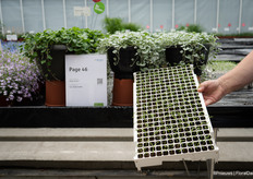 "The Silver Surfer's germs are doing great," Fulco said.