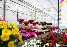 A look at the Wave® Petunia series