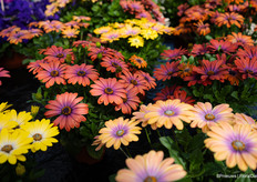 Special colours at PanAmerican Seed