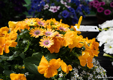 Several mixes were also in the picture, a nice combination right?