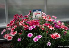 The Dianthus Supra, a first-year flowering perennial and a tough plant according to René