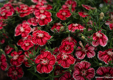 Dianthus Divinity, so called because the plants in this series do not need growth regulators. There is also an extensive range of colours in the series.