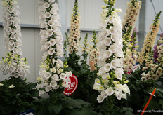 Digitalis DiBella is available (from next year) in four different colours and flower and grow uniform