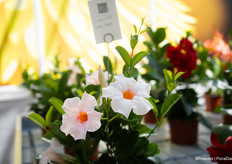 New colour Sundaville 'Early Dawn'