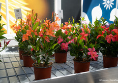 Sundaville Up, a plant that blooms upwards in all kinds of tropical colours