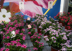 Soirée Vinca only from cuttings, currently available in five colours but more trials with other colours are ongoing