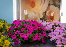 The showpiece of Suntory Flowers Europe, the Surfinia. The trailing big purple variety is new