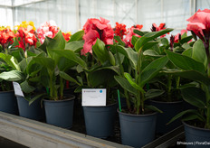 New generation of Canna at Takii. Genetically compact for the grower but plenty of growing power in the garden. Also capable of growing in milder climates