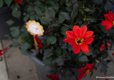 the Black Forest Ruby, a dark-leaved dahlia propagated from seed. This is the first colour in the series, new colours are coming. Of course, also with gemstone names.