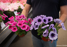 Petunia Trilogy Rose vein and Purple vein Gen 2. This Trilogy series is good in three ways: consumer, grower and trade.