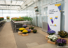 And the Vivaldi series is also in full bloom