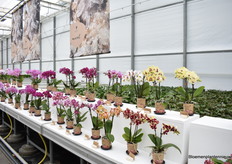 The Diamonds series of OK plant