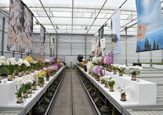 The range presented in the greenhouse.