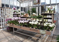 The fully furnished tables provided by OK PLant. They have been with the Kolibri brand for 10 years, and for the past year they have had the new furniture for the tables. 70 garden centres already have these large tables, furnished with external stylists.