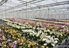 A peek into the greenhouse of OK plant